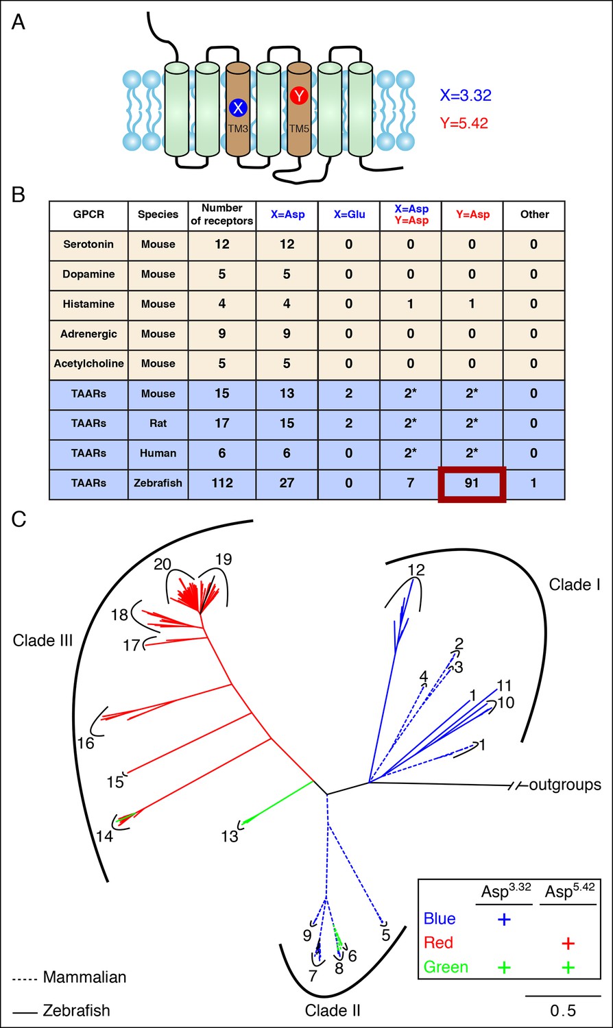 Figures And Data In Non-classical Amine Recognition Evolved In A Large ...