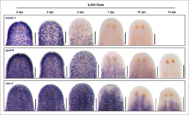 Figures and data in Egr-5 is a post-mitotic regulator of planarian ...