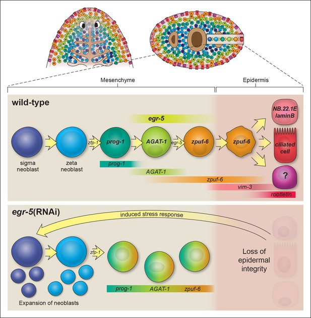 Figures and data in Egr-5 is a post-mitotic regulator of planarian ...