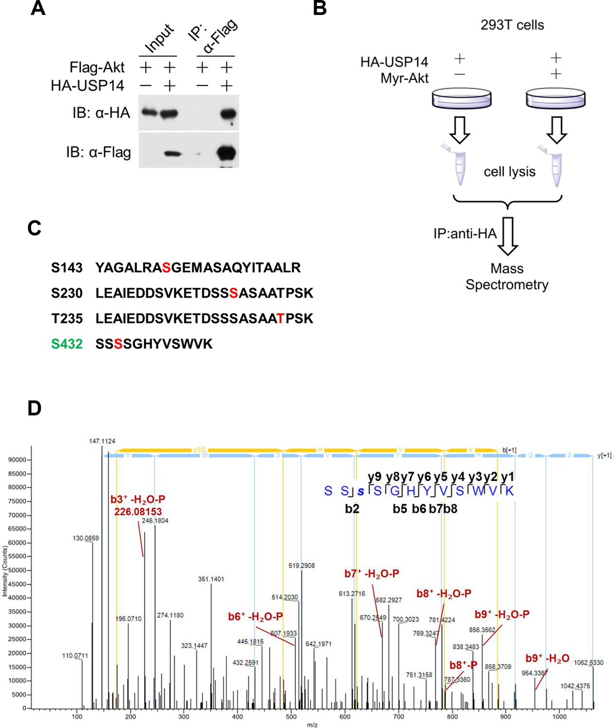 Figures And Data In Phosphorylation And Activation Of Ubiquitin