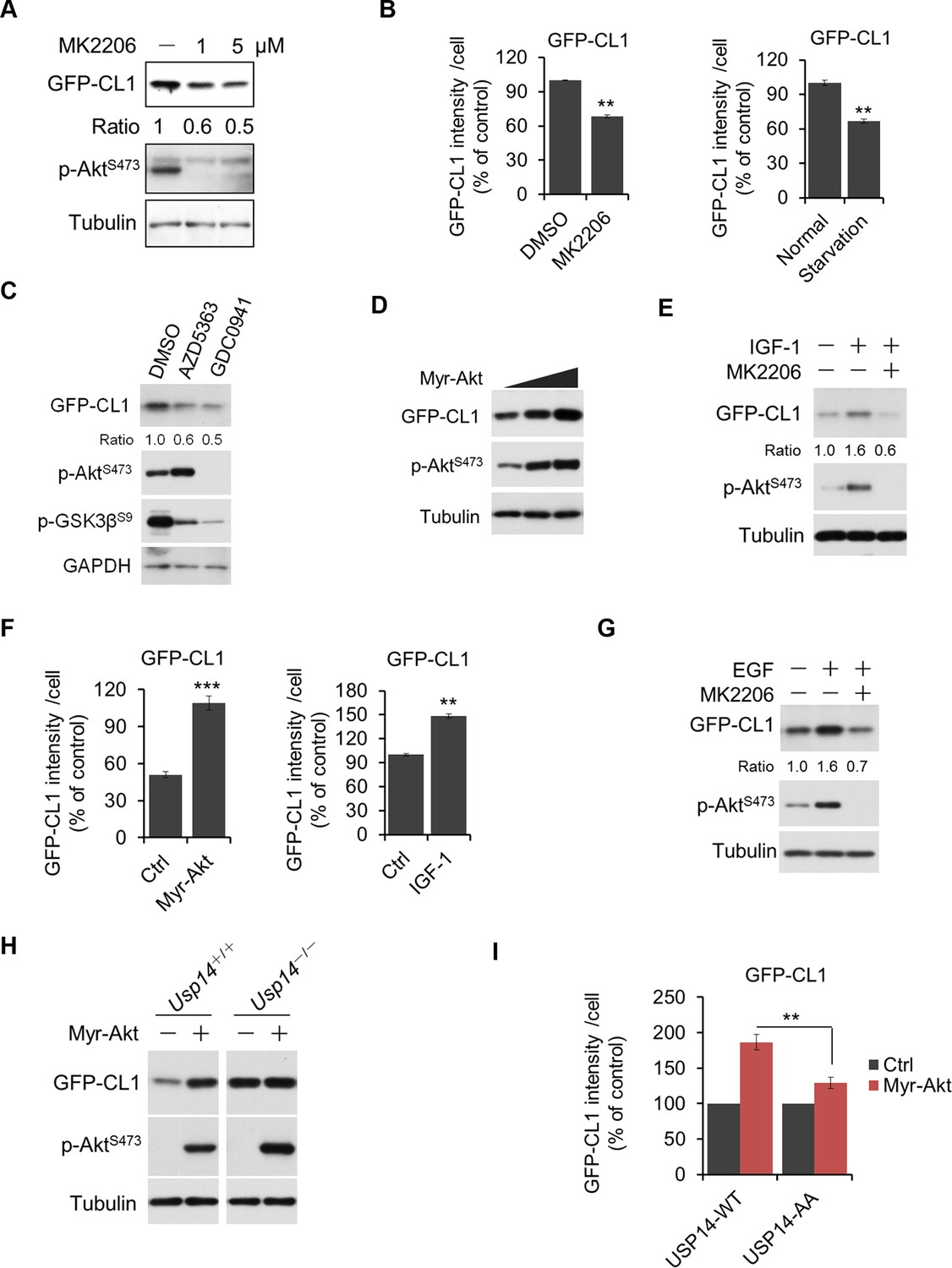 Figures And Data In Phosphorylation And Activation Of Ubiquitin