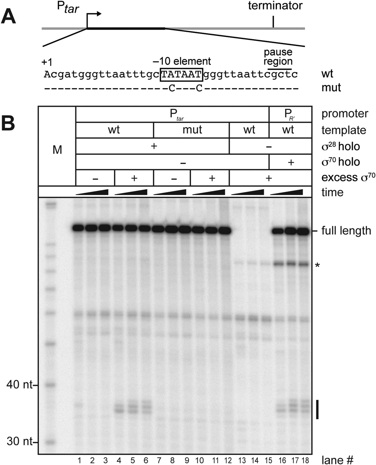 Figures And Data In The Primary Factor In Escherichia Coli Can Access