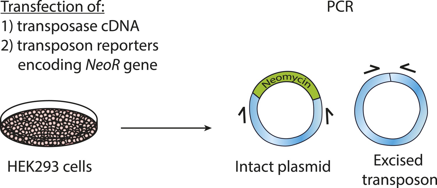 Flanking-sequence exponential anchored–polymerase chain reaction  amplification: a sensitive and highly specific method for detecting  retroviral integrant–host–junction sequences - Cytotherapy