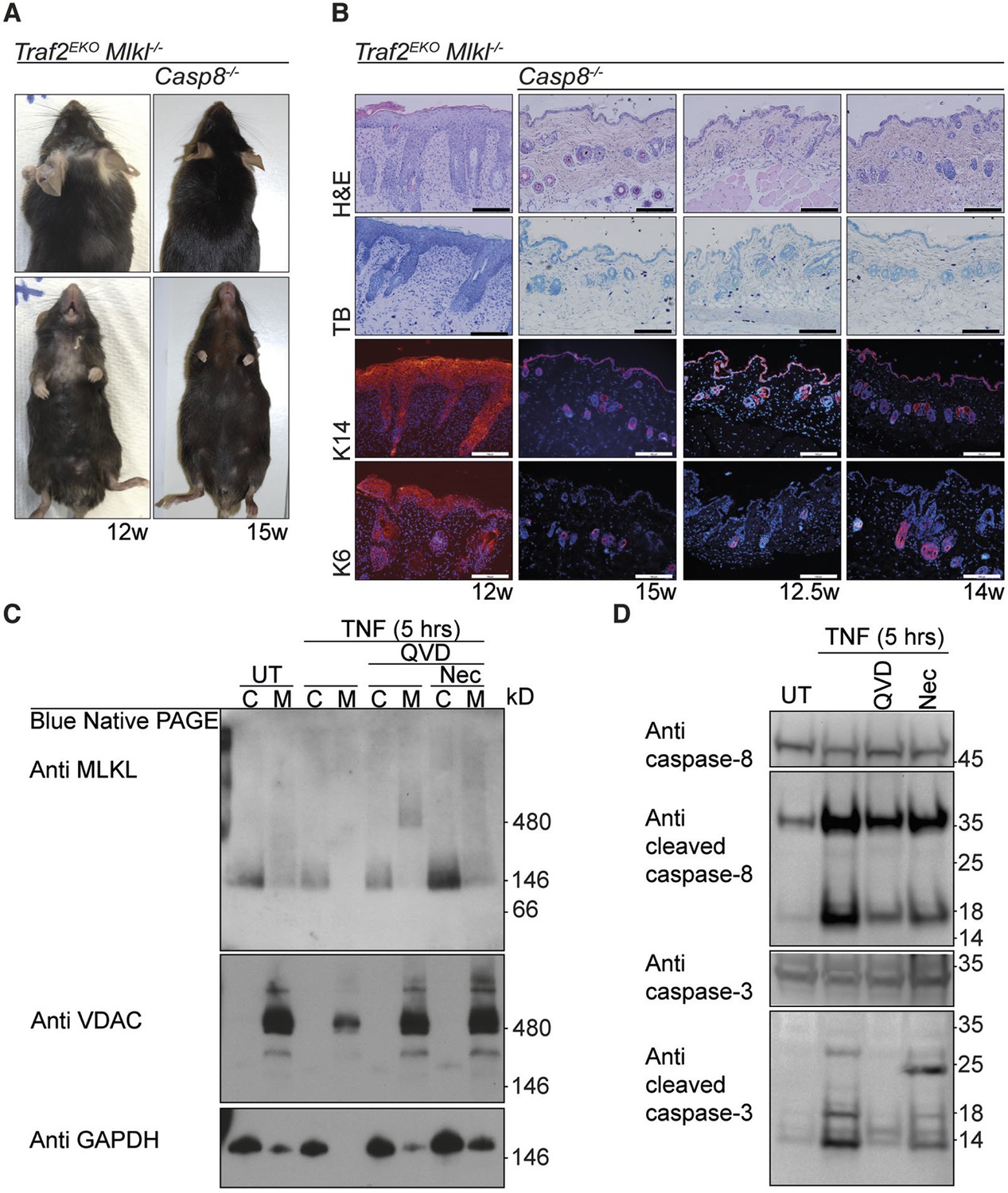 TRAF2 regulates TNF and NF-κB signalling to suppress apoptosis and skin ...