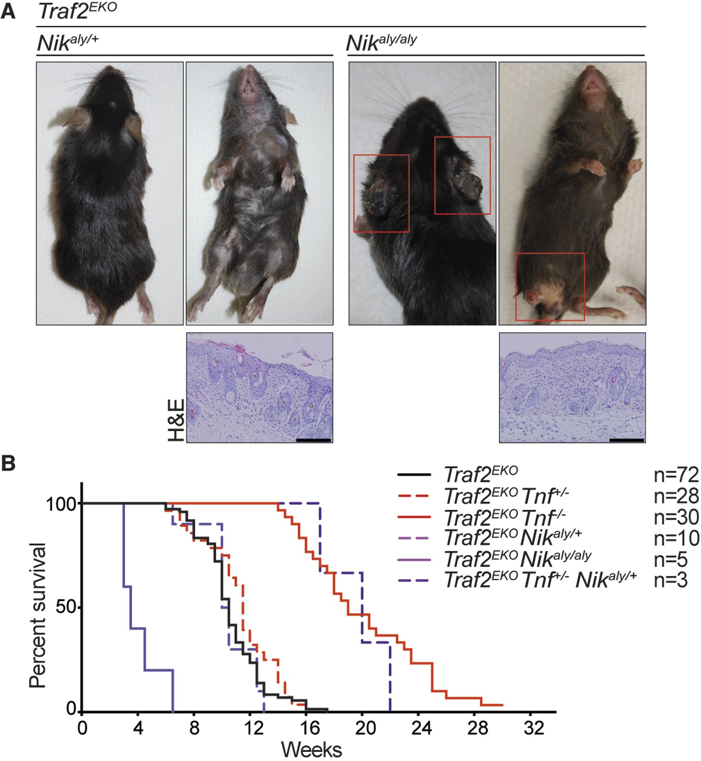 TRAF2 regulates TNF and NF-κB signalling to suppress apoptosis and skin ...