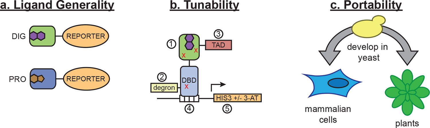 A general strategy to construct small molecule biosensors in