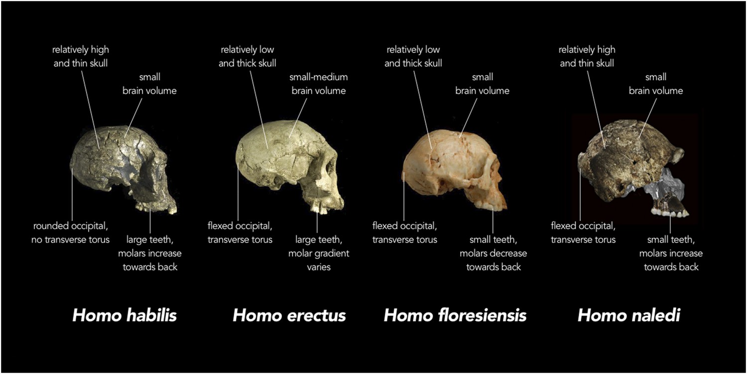 Human Evolution: The Many Mysteries Of Homo Naledi | ELife