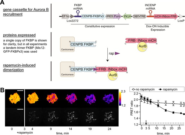 Figures And Data In Bistability Of A Coupled Aurora B Kinase ...