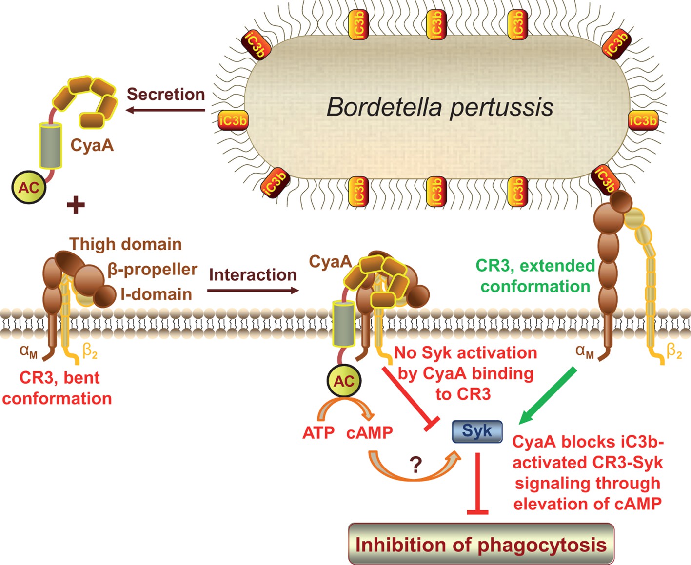 Bordetella adenylate cyclase toxin is a unique ligand of the integrin