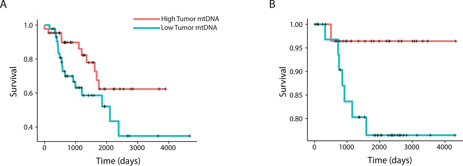 Figures and data in Mitochondrial DNA copy number variation