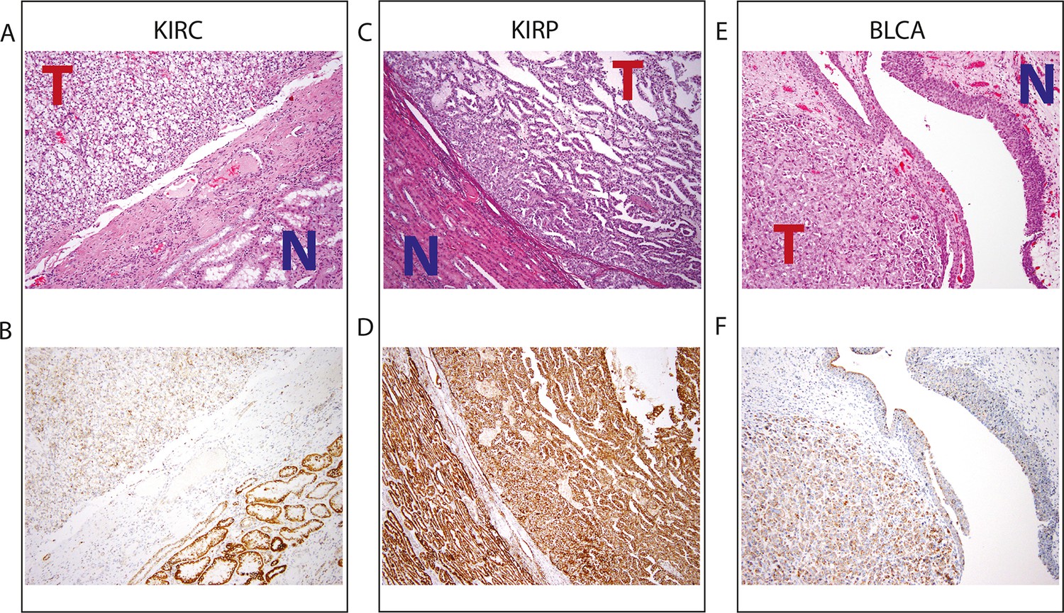 Figures and data in Mitochondrial DNA copy number variation