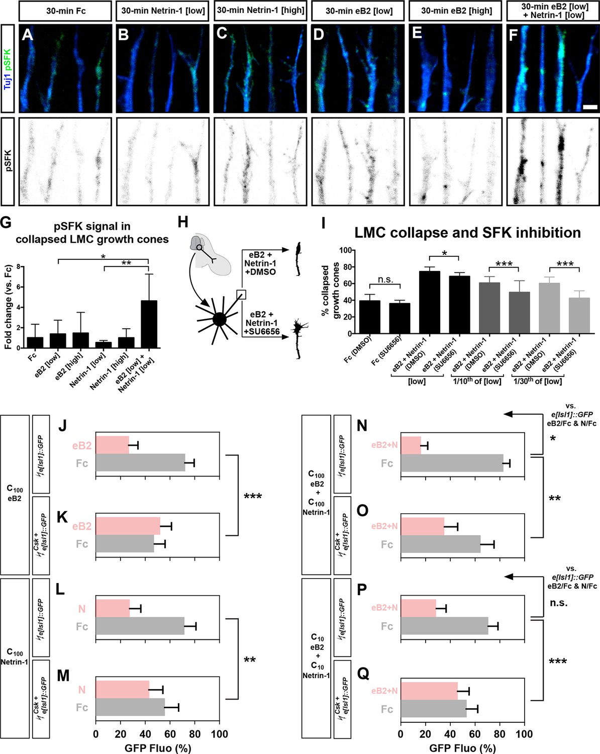 Celsr3 is required in motor neurons to steer their axons in the