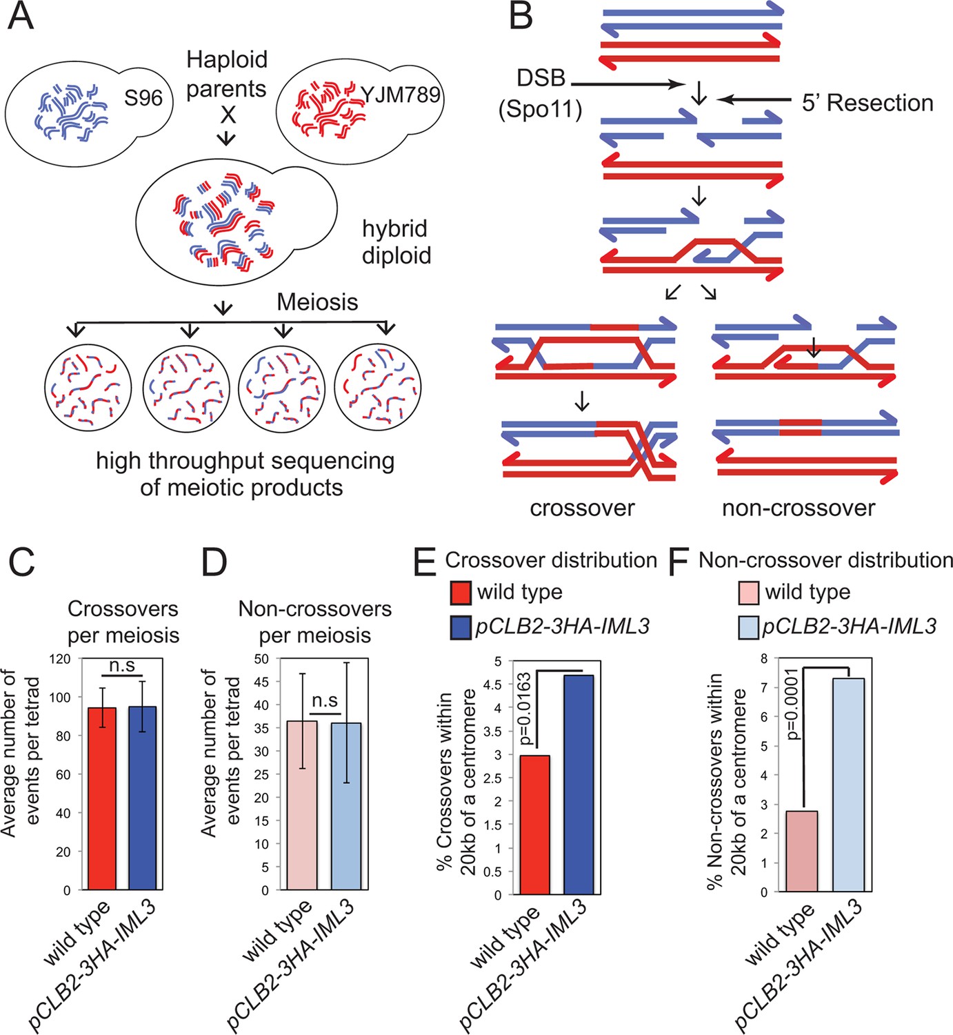 The Kinetochore Prevents Centromere Proximal Crossover Recombination During Meiosis Elife