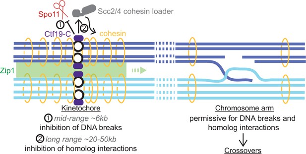 Figures and data in The kinetochore prevents centromere-proximal ...