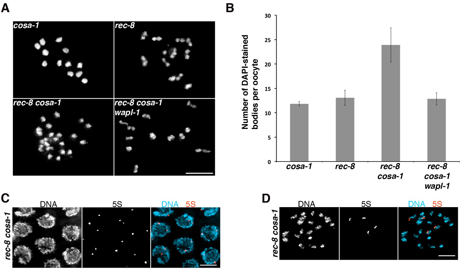 Cohesin-interacting protein WAPL-1 regulates meiotic chromosome ...