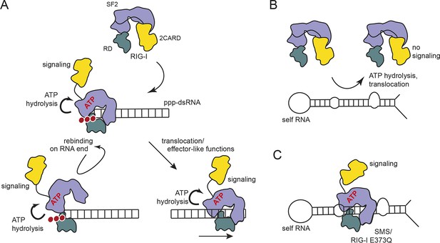 Figures and data in ATP hydrolysis by the viral RNA sensor RIG-I ...