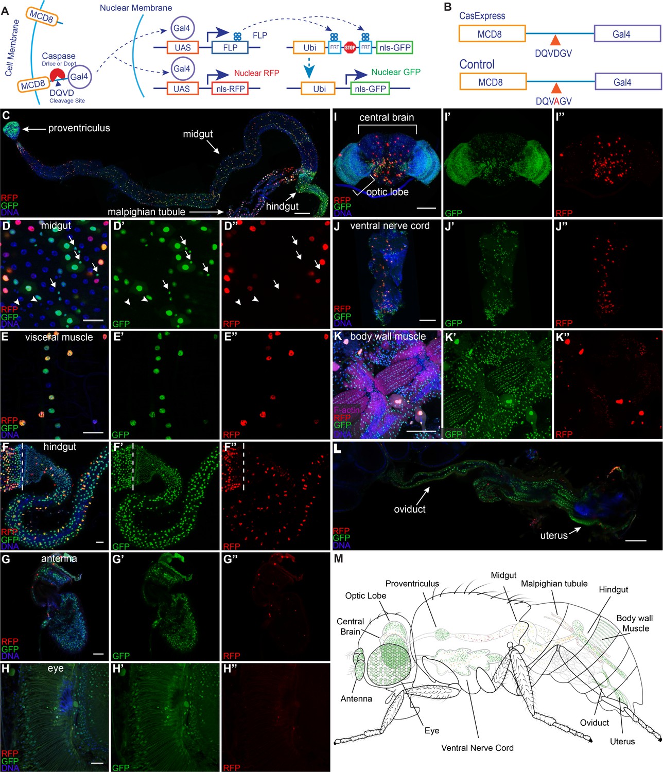 Figures And Data In Casexpress Reveals Widespread And Diverse Patterns