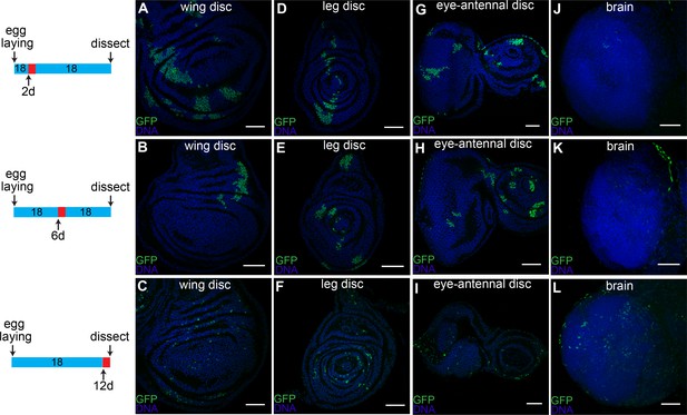 CasExpress reveals widespread and diverse patterns of cell survival of ...