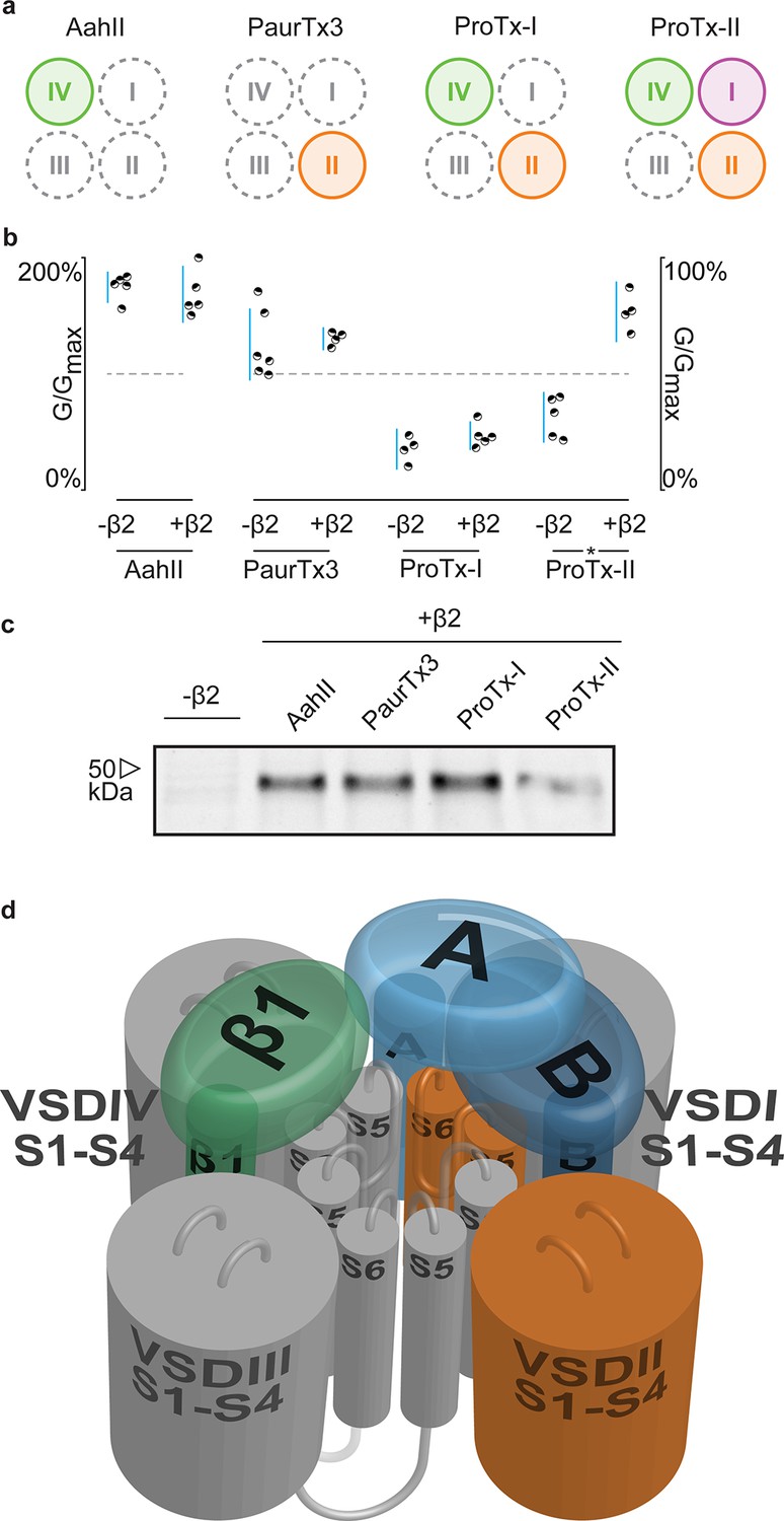 Figures And Data In Binary Architecture Of The Nav1.2-β2 Signaling ...