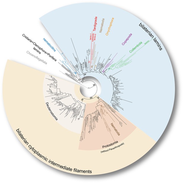 Novel Origin Of Lamin-derived Cytoplasmic Intermediate Filaments In ...