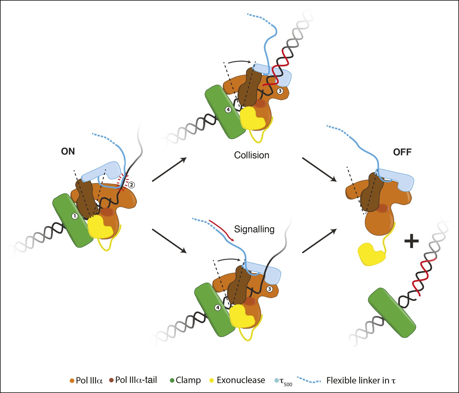 cryo-EM structures of the E. coli replicative DNA polymerase reveal its ...