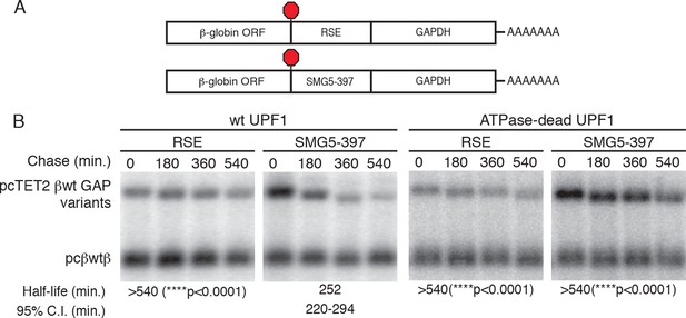 Polypyrimidine tract binding protein 1 protects mRNAs from recognition by the nonsense mediated mRNA decay pathway eLife