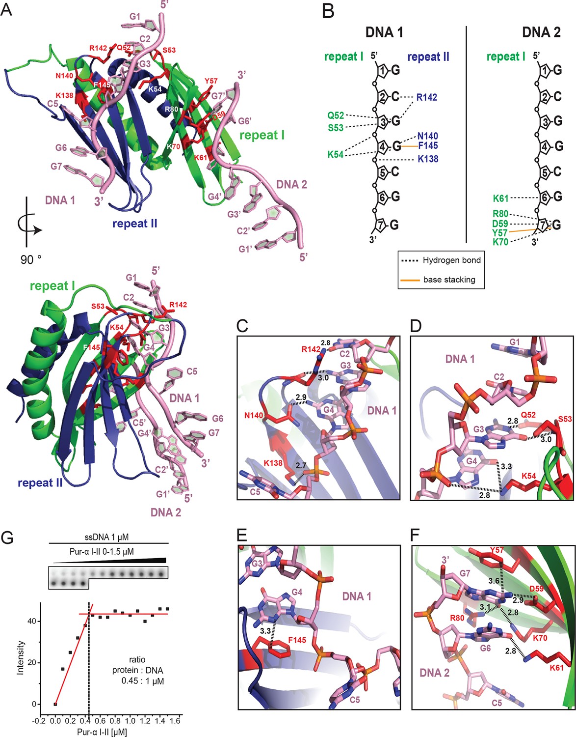 Structural basis of nucleic-acid recognition and double-strand ...