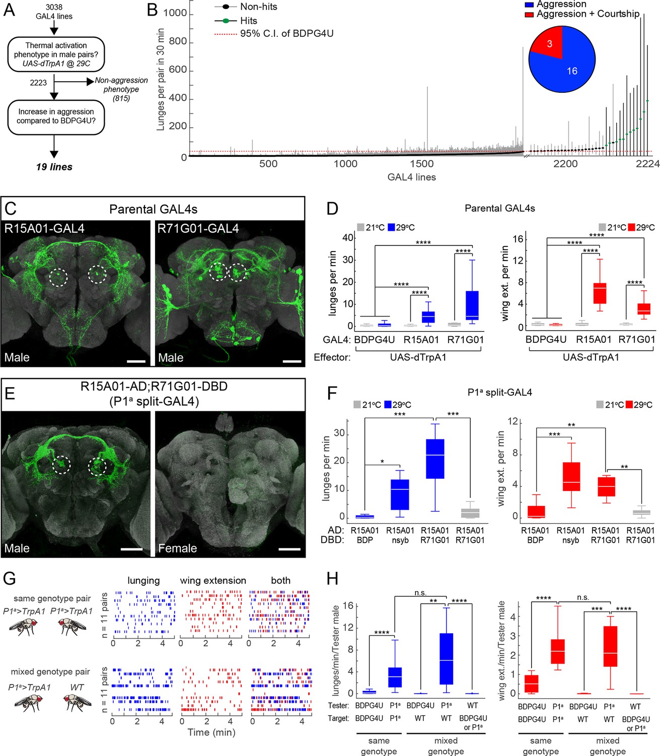 Figures and data in P1 interneurons promote a persistent Figures and data in P1 interneurons promote a persistent