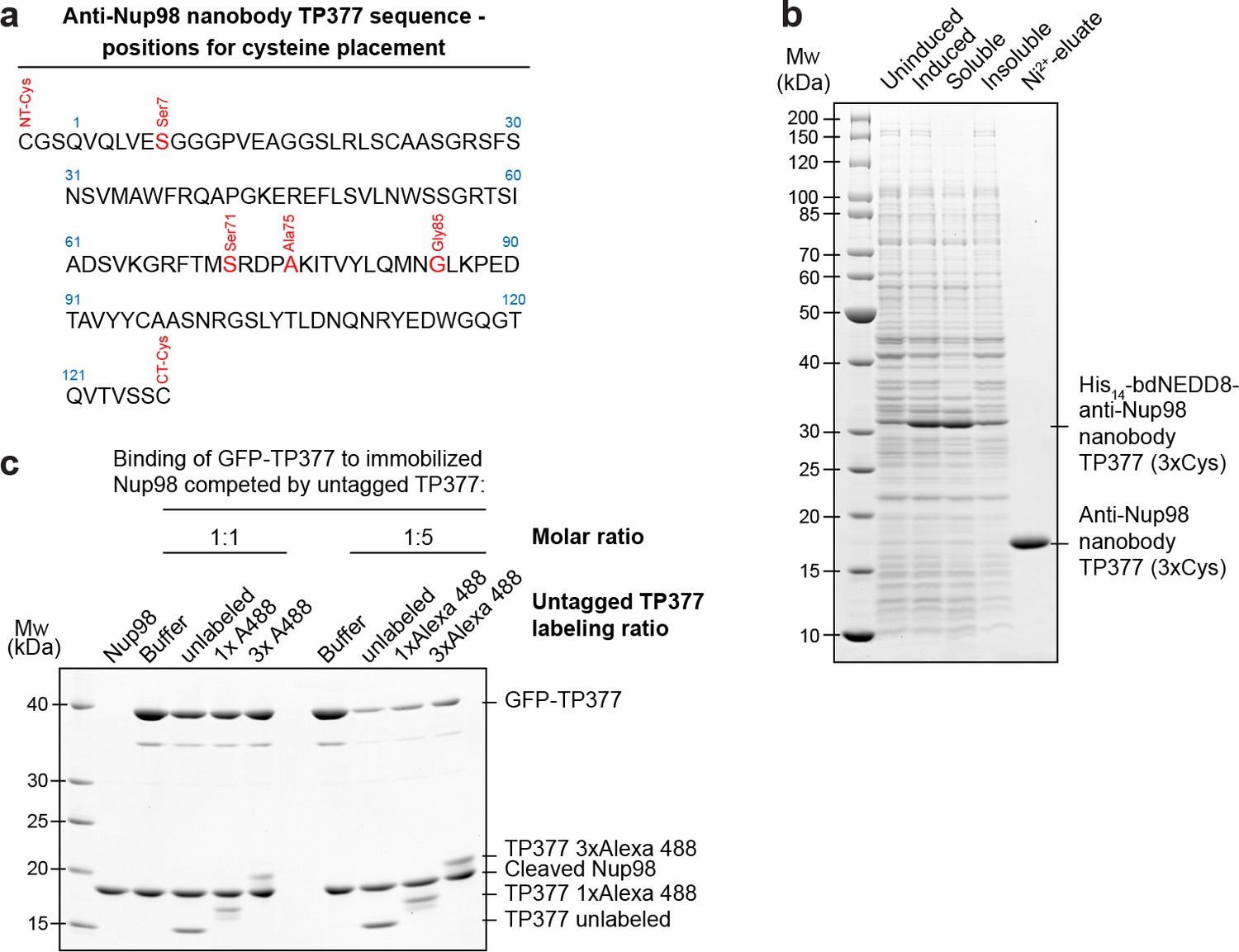 Figures and data in Nanobodies: site-specific labeling for super ...