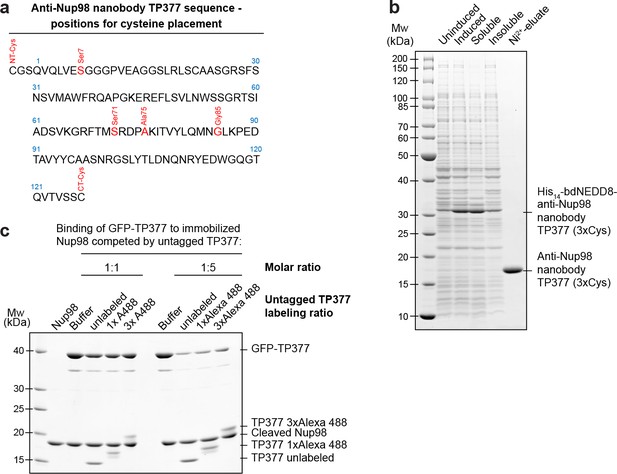 Figures and data in Nanobodies: site-specific labeling for super ...