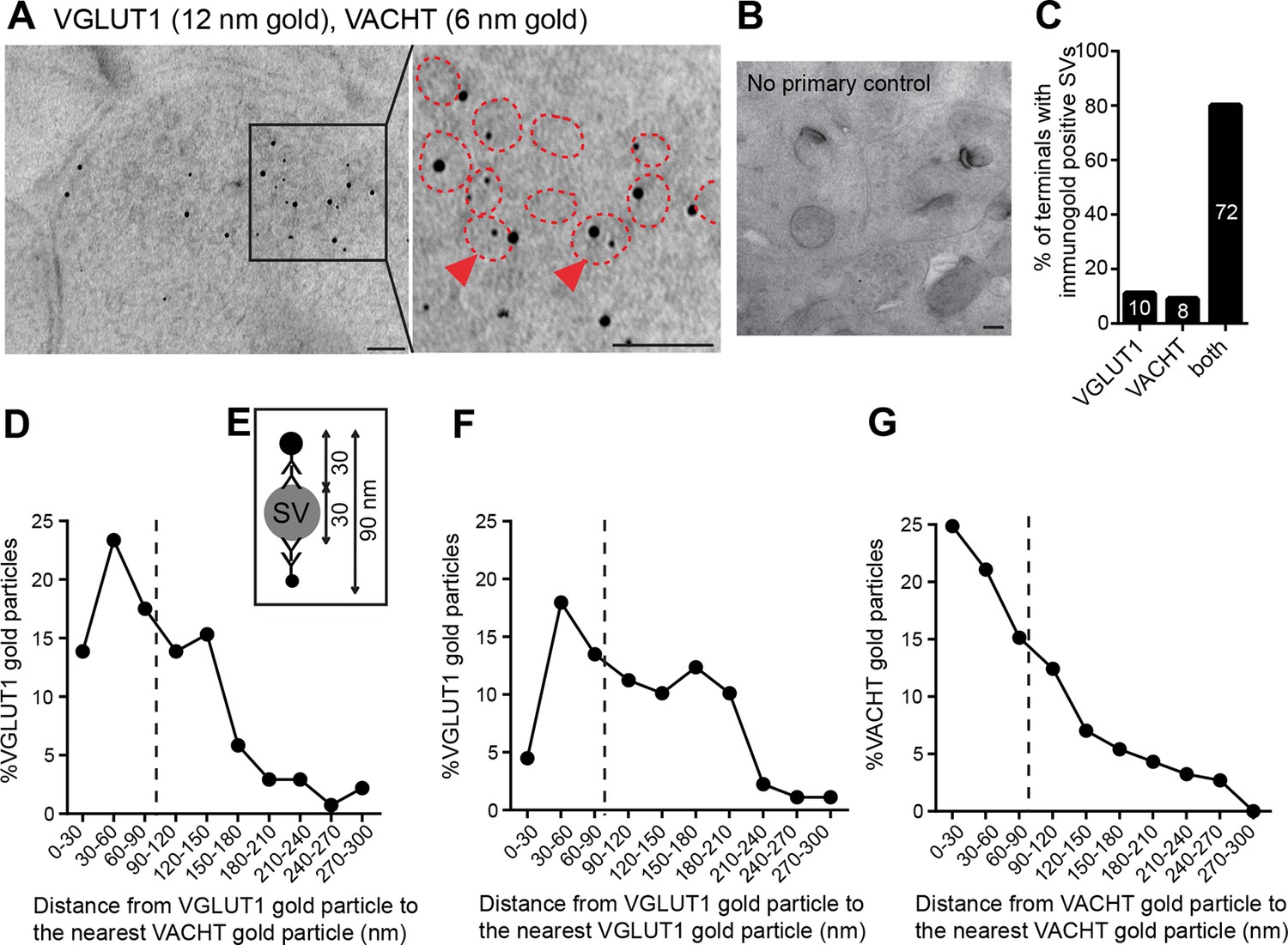 Figures and data in An essential role of acetylcholine-glutamate ...