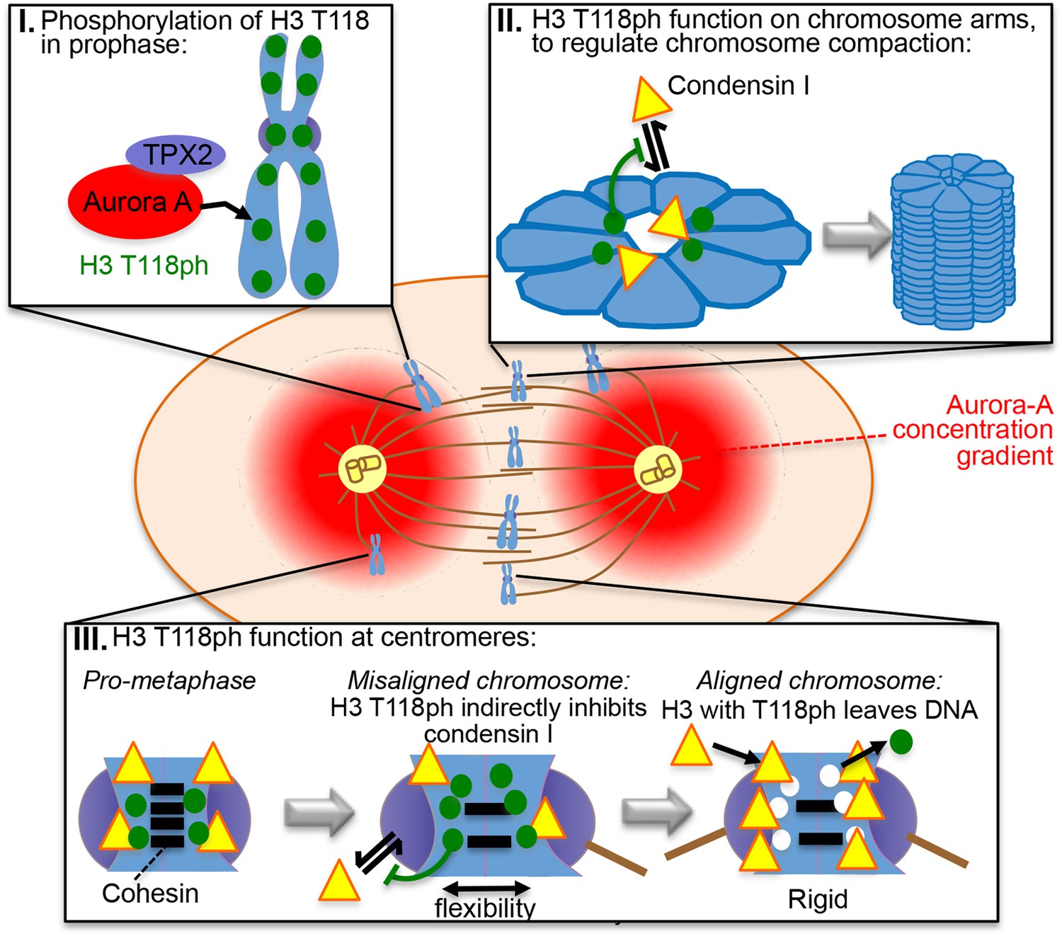 Aurora-A mediated histone H3 phosphorylation of threonine 118 controls ...