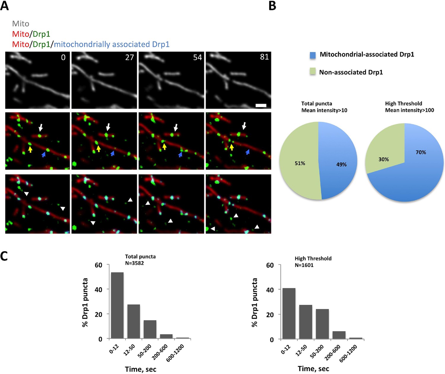 Actin filaments target the oligomeric maturation of the Actin filaments target the oligomeric maturation of the
