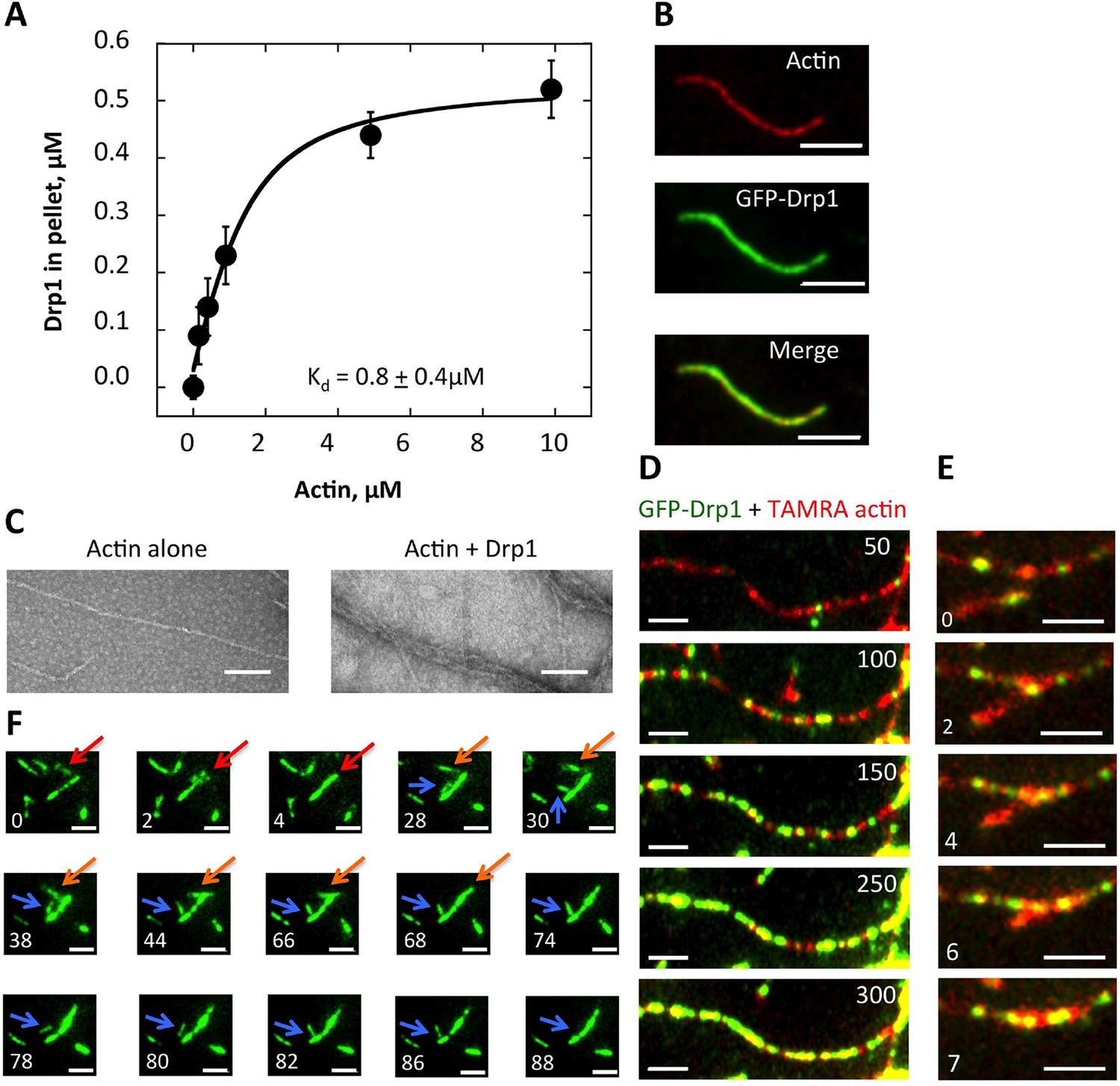Actin filaments target the oligomeric maturation of the Actin filaments target the oligomeric maturation of the