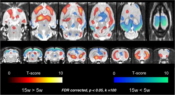 Figures And Data In Maturation Of Metabolic Connectivity Of The