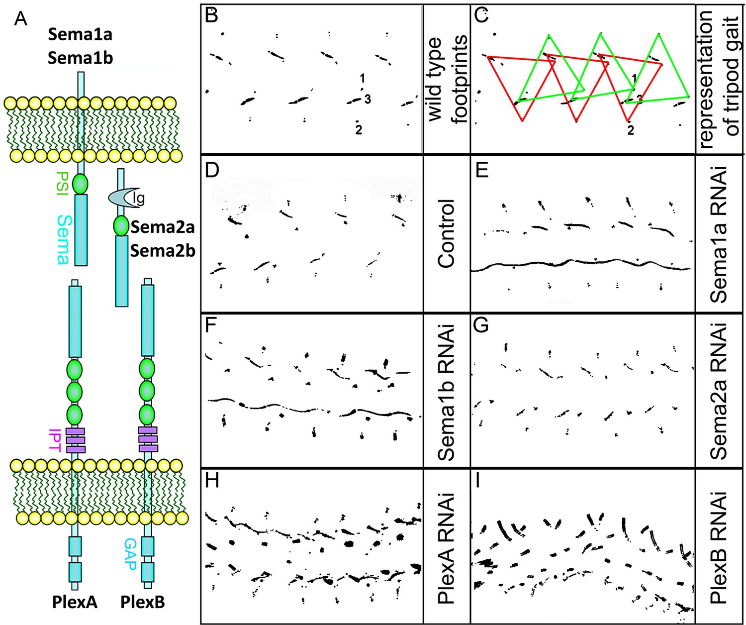 Glial And Neuronal Semaphorin Signaling Instruct The Development Of A ...