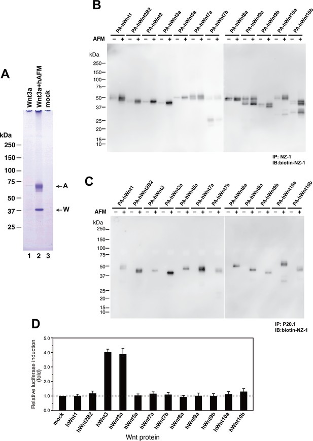 Figures and data in Active and water-soluble form of lipidated Wnt ...