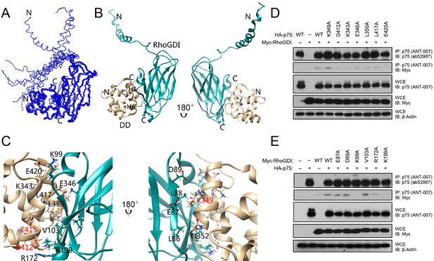 Structural basis of death domain signaling in the p75 neurotrophin ...