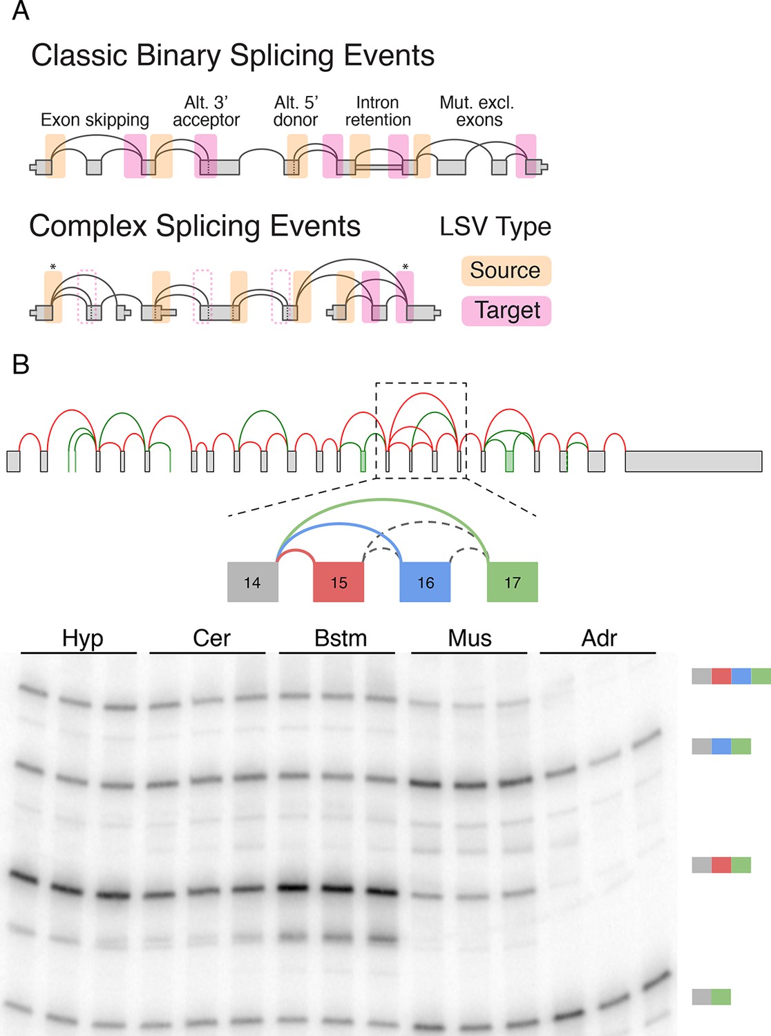 A new view of transcriptome complexity and regulation