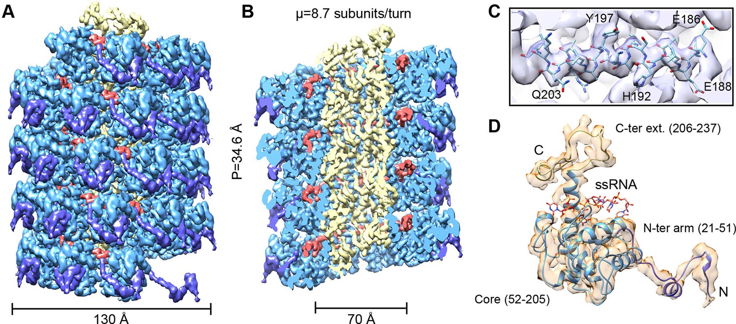 The Near-atomic CryoEM Structure Of A Flexible Filamentous Plant Virus ...