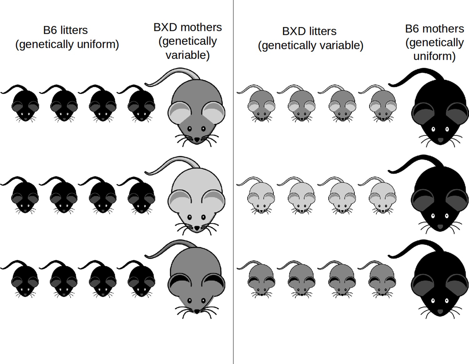 lab mouse genetics (two traits) assignment reflect on the lab