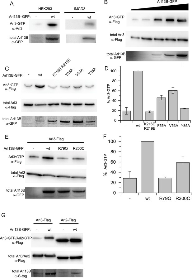 Figures And Data In A G Protein Activation Cascade From Arl B To Arl