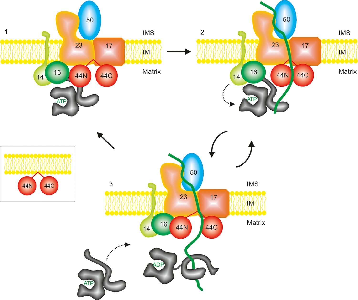 Protein translocation channel of mitochondrial inner membrane and ...