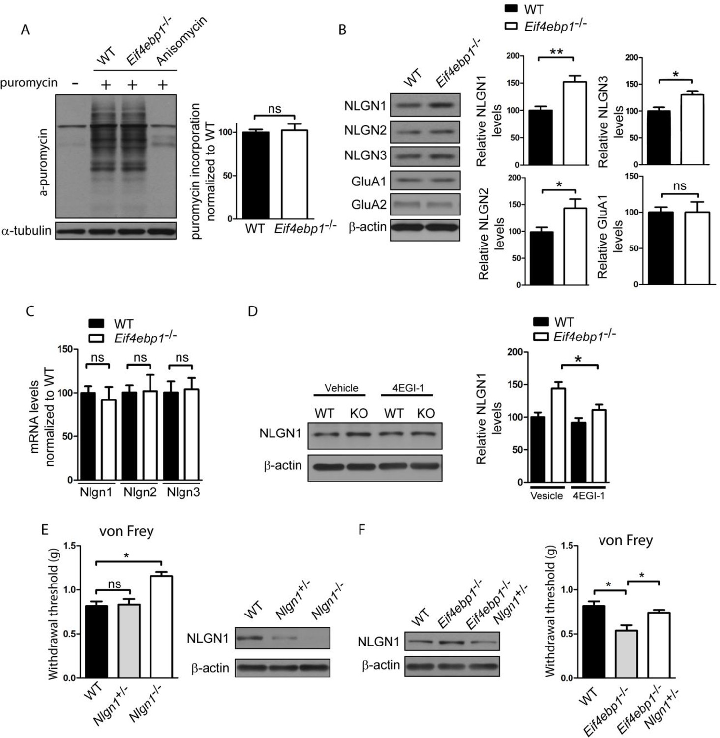 Translational control of nociception via 4E-binding protein 1 | eLife