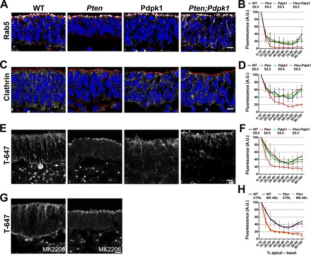 Figures and data in The tumor suppressor PTEN and the PDK1 kinase ...