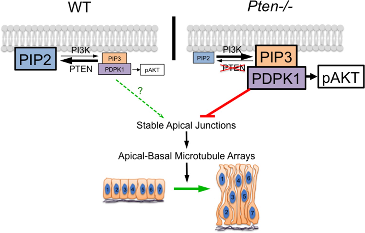 Figures And Data In The Tumor Suppressor Pten And The Pdk1 Kinase Regulate Formation Of The 2497