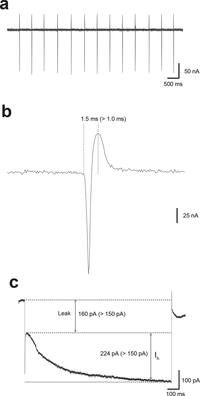 Figures and data in Translational control by eIF2α phosphorylation ...