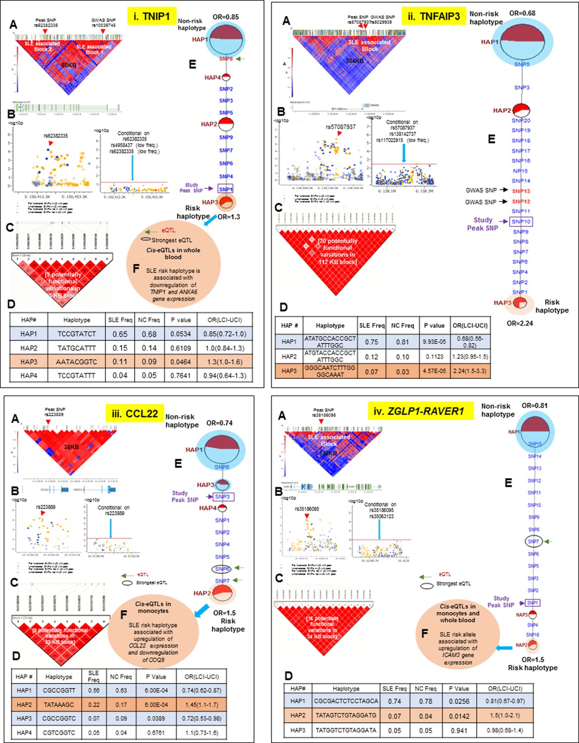 Regulatory polymorphisms modulate the expression of HLA