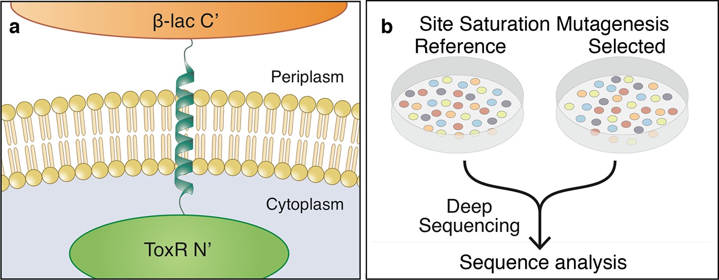 Side-chain hydrophobicity scale derived from transmembrane protein folding  into lipid bilayers