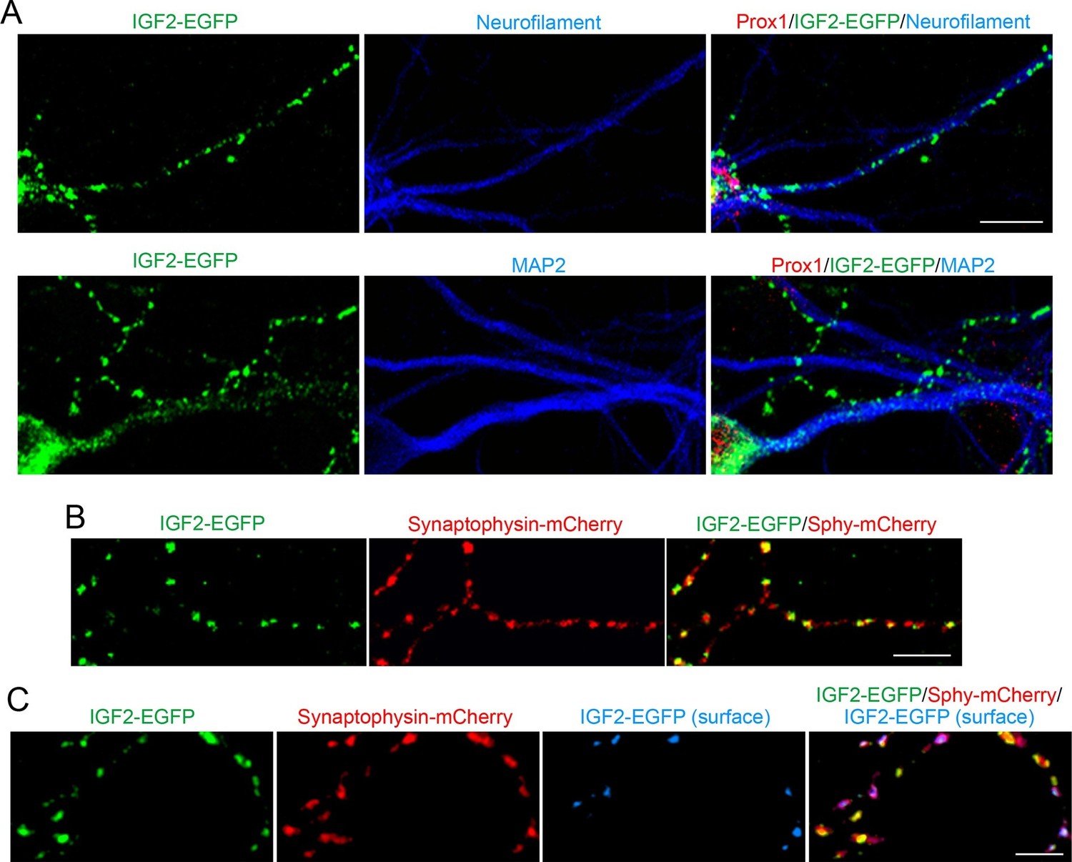 Figures and data in Retrograde fibroblast growth factor 22 (FGF22 ...